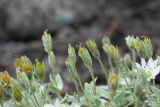 Stellaria eschscholtziana. Верхушки побегов с завязями в каплях тумана. Камчатский край, Елизовский р-н, природный парк \"Вулканы Камчатки\", южный участок, кластер \"Налычевский\", памятник природы экструзия «Верблюд». 11.08.2024.