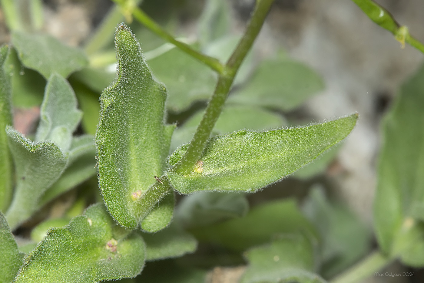 Image of Arabis caucasica specimen.