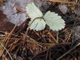 Fragaria viridis