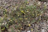 Hippocrepis ciliata