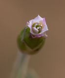 Chardinia orientalis