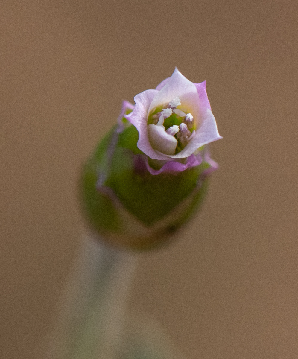 Image of Chardinia orientalis specimen.