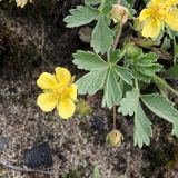 Смотреть изображение Potentilla incana