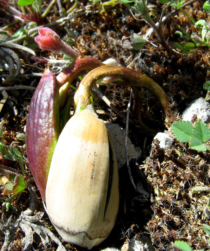 Image of Quercus pubescens specimen.