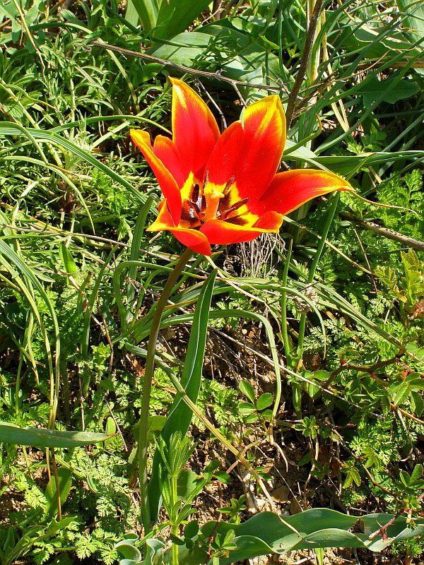 Image of Tulipa suaveolens specimen.