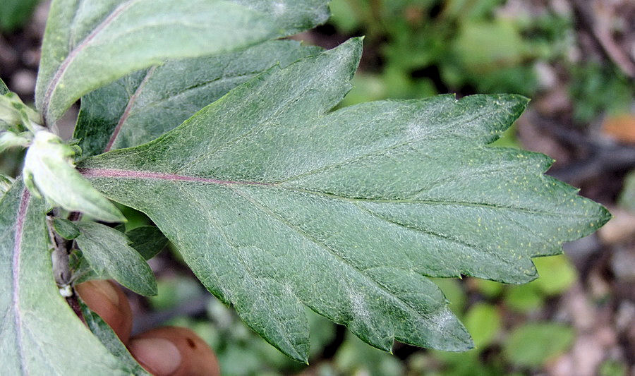 Изображение особи Artemisia stolonifera.