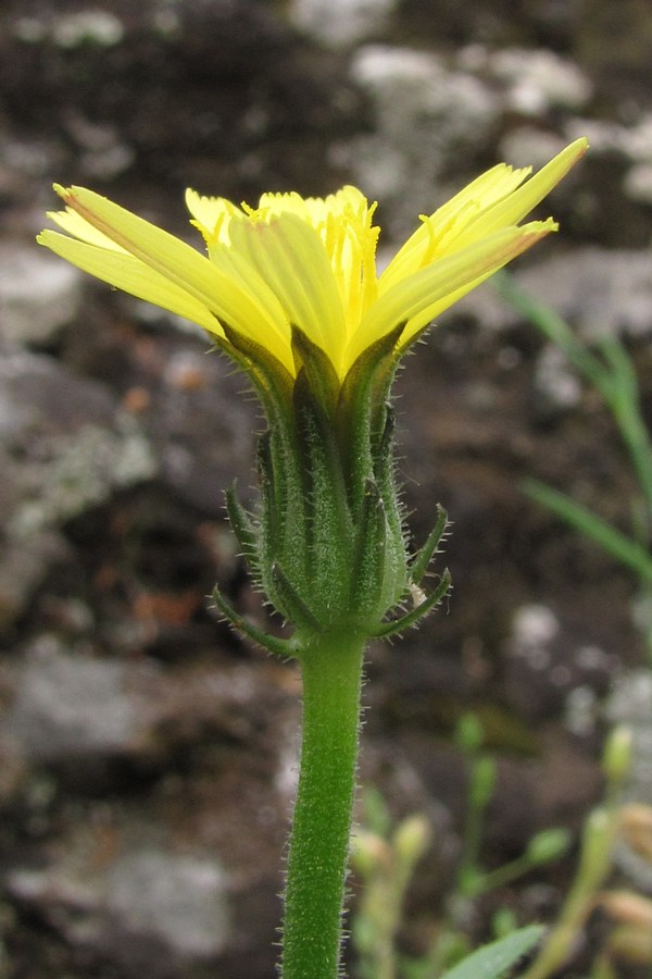 Image of Picris pauciflora specimen.