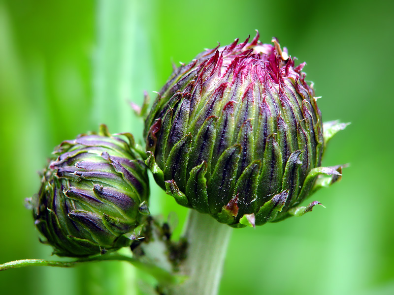 Image of Cirsium heterophyllum specimen.