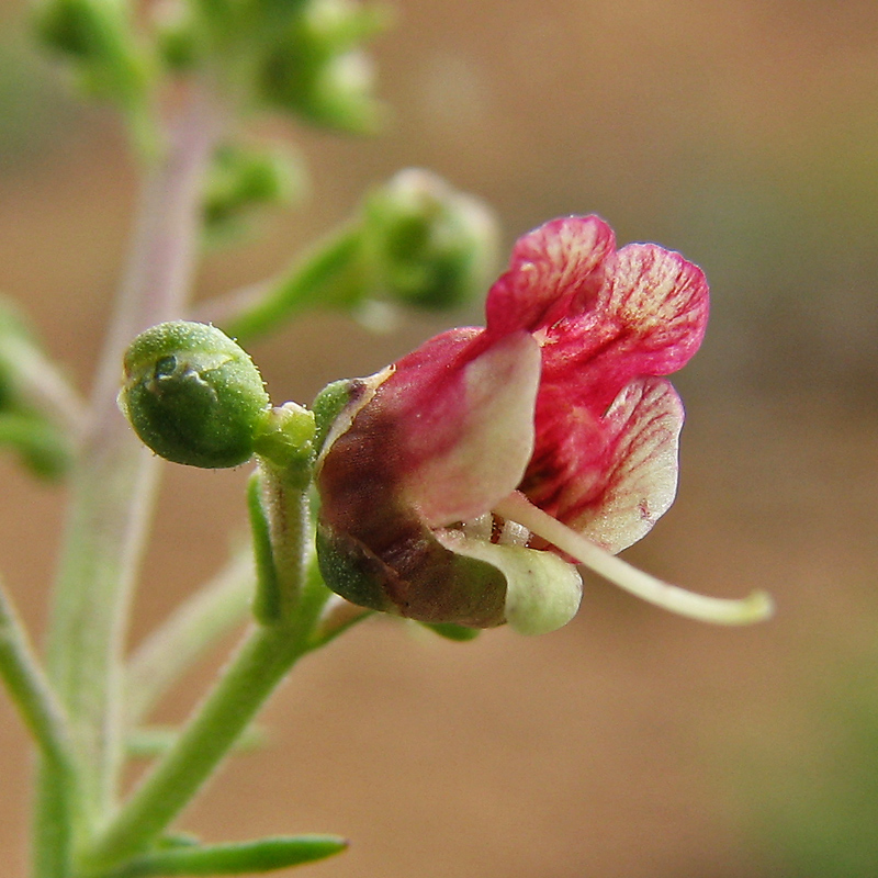 Image of Scrophularia granitica specimen.