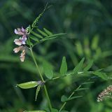 Vicia sepium