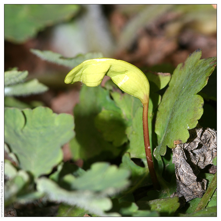 Изображение особи Acer platanoides.