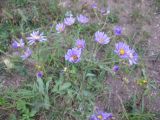 Aster tataricus. Соцветия. Приморский край, окр. г. Находка, у дороги. 09.09.2011.