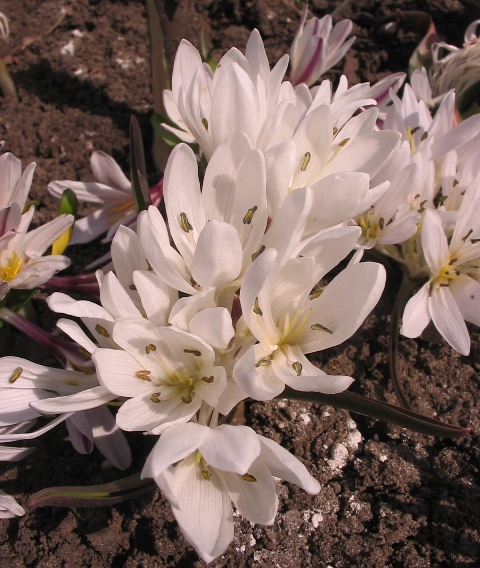 Image of Merendera mirzoevae specimen.