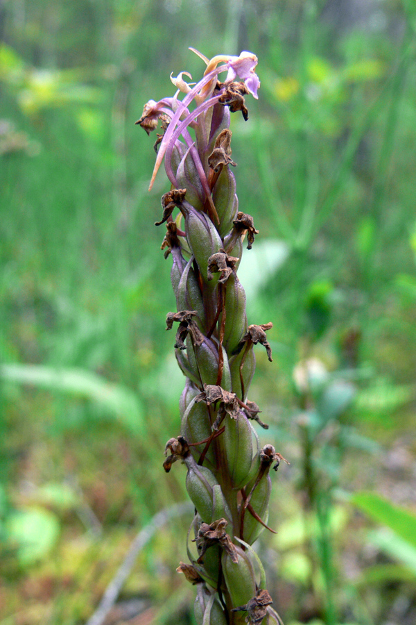 Image of Gymnadenia conopsea specimen.