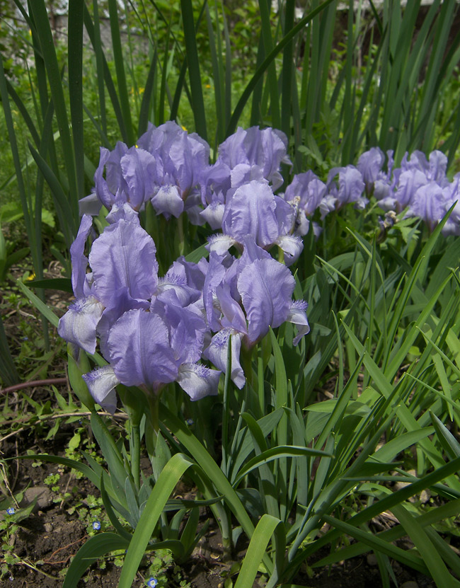 Image of Iris aphylla specimen.