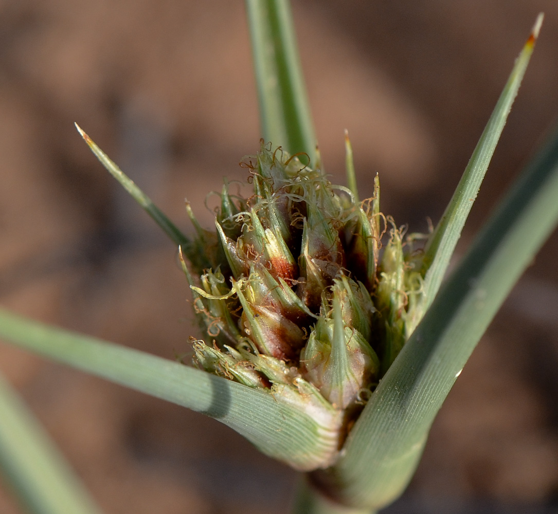 Изображение особи Cyperus capitatus.