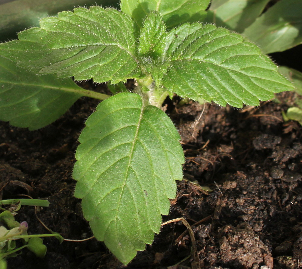 Image of genus Galeopsis specimen.