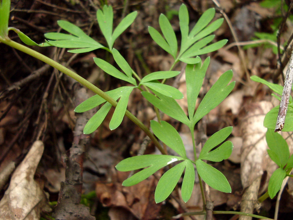 Image of Corydalis solida specimen.