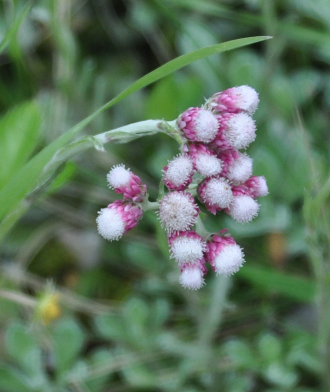 Image of Antennaria dioica specimen.