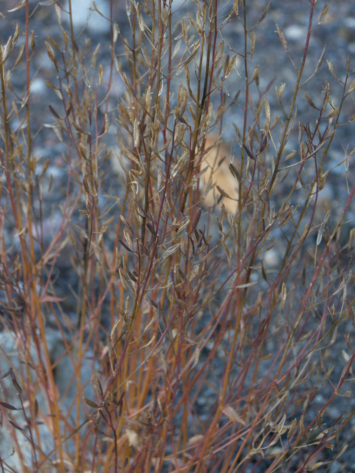 Image of Draba siliquosa specimen.