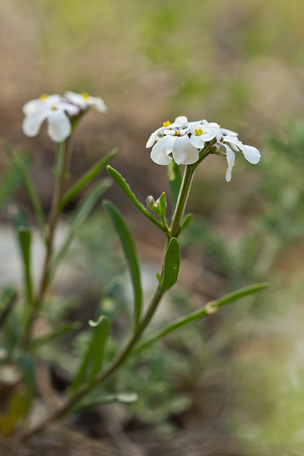 Image of Iberis simplex specimen.