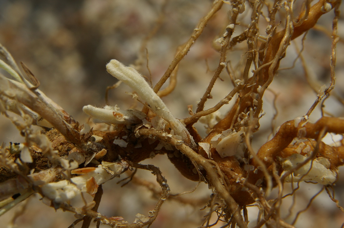 Image of Artemisia santonicum specimen.