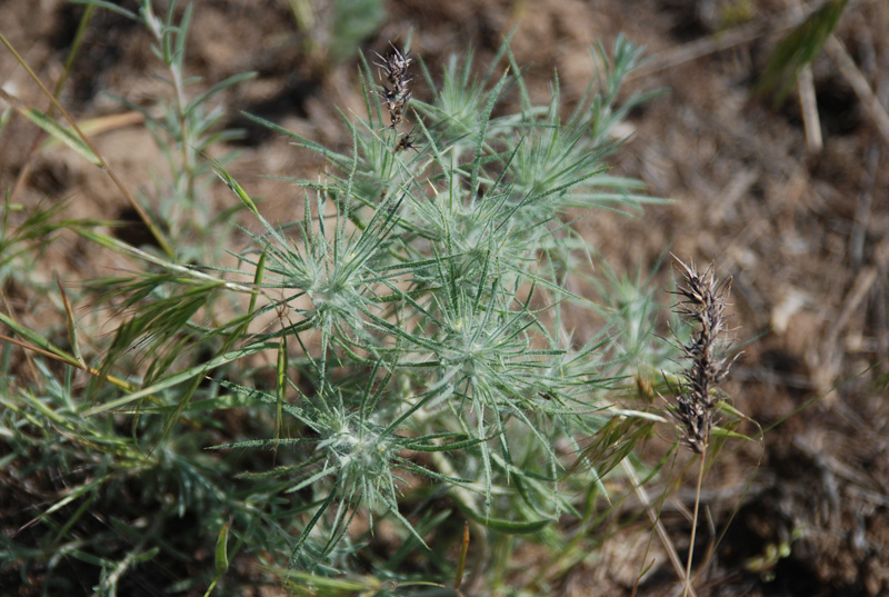 Изображение особи Ceratocarpus arenarius.