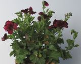 Pelargonium × domesticum. Цветущее растение. Германия, г. Кемпен, на балконе. 07.09.2012.