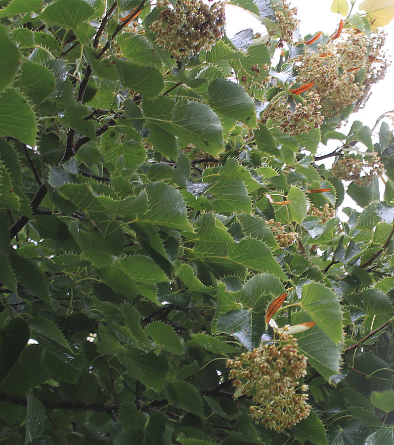 Image of Tilia henryana specimen.