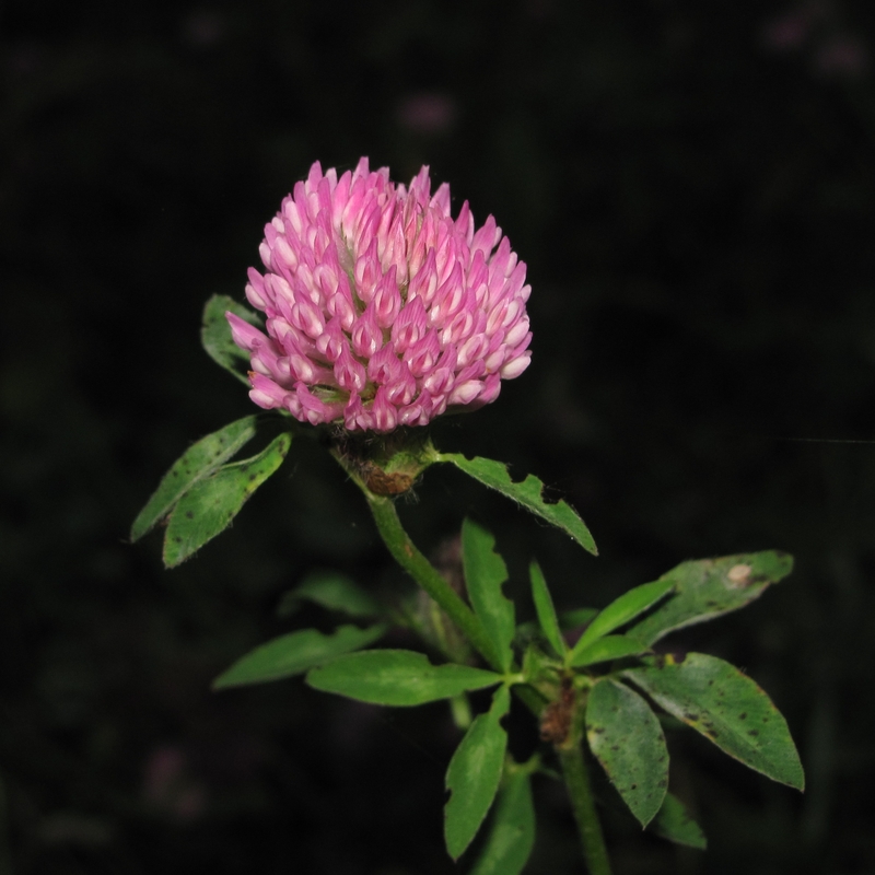 Изображение особи Trifolium pratense.