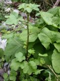 Malva verticillata variety neuroloma. Цветущее растение. Алтай, окр. пос. Манжерок, у дороги. 23.08.2009.