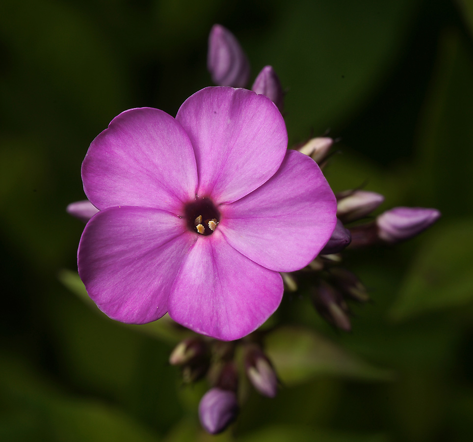 Image of Phlox paniculata specimen.