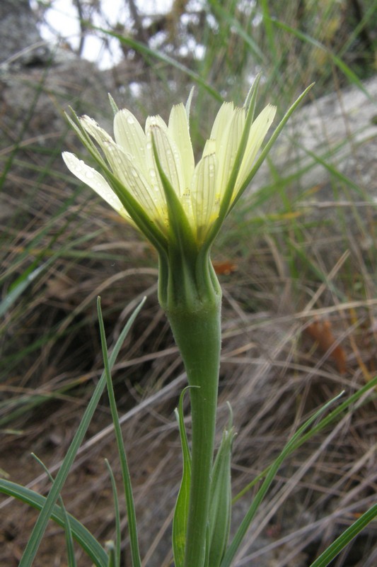 Image of Tragopogon dubius specimen.