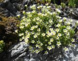 Saxifraga moschata