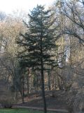 Tsuga canadensis. Взрослое дерево. Украина, Львов, Стрыйский парк. 4 января 2007 г.