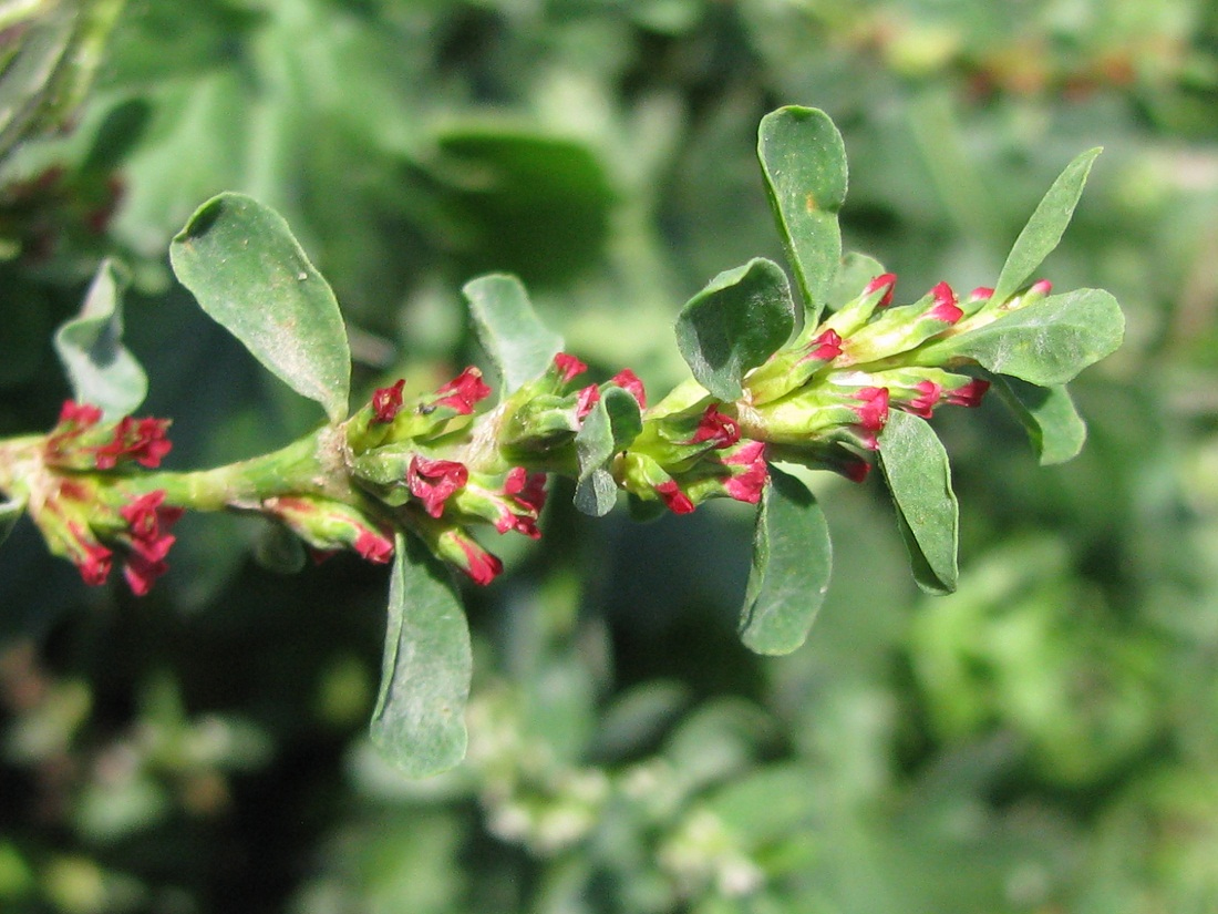 Image of genus Polygonum specimen.