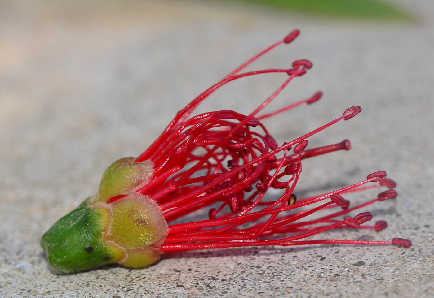 Image of Callistemon phoeniceus specimen.