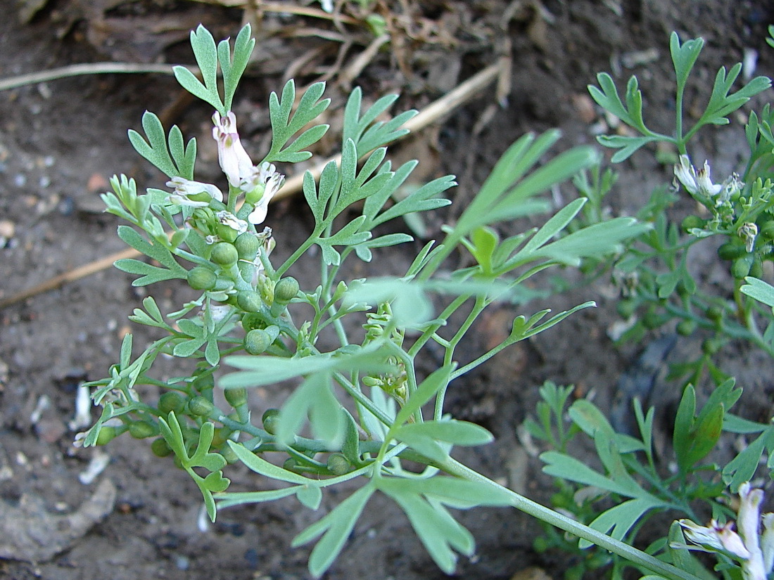 Image of Fumaria parviflora specimen.