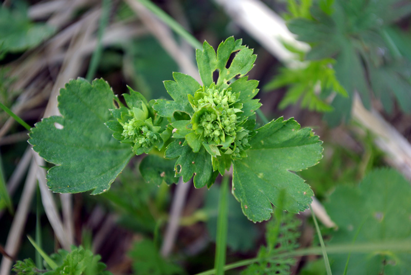 Изображение особи род Alchemilla.