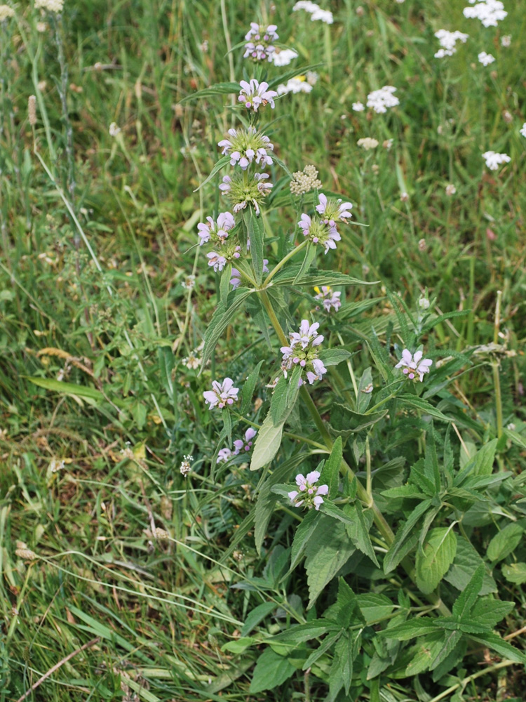 Изображение особи Stachyopsis oblongata.