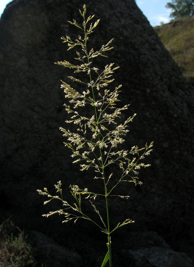 Image of Agrostis gigantea specimen.