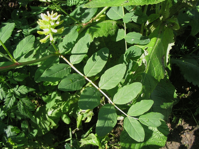 Image of Astragalus glycyphyllos specimen.