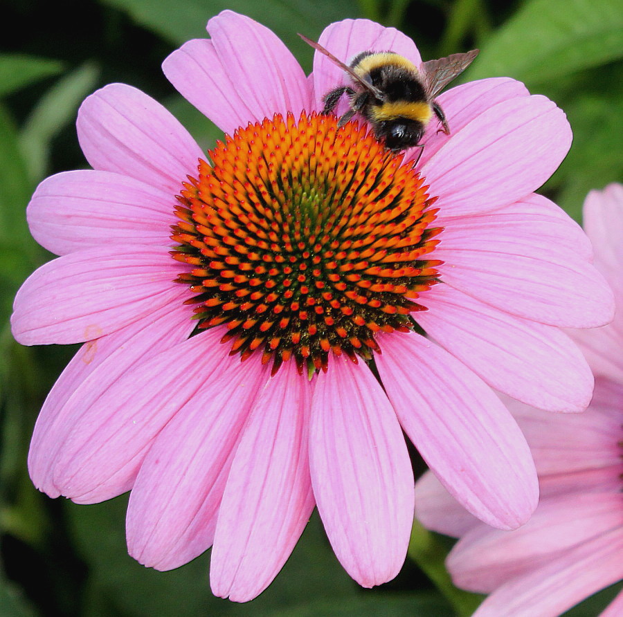 Изображение особи Echinacea purpurea.