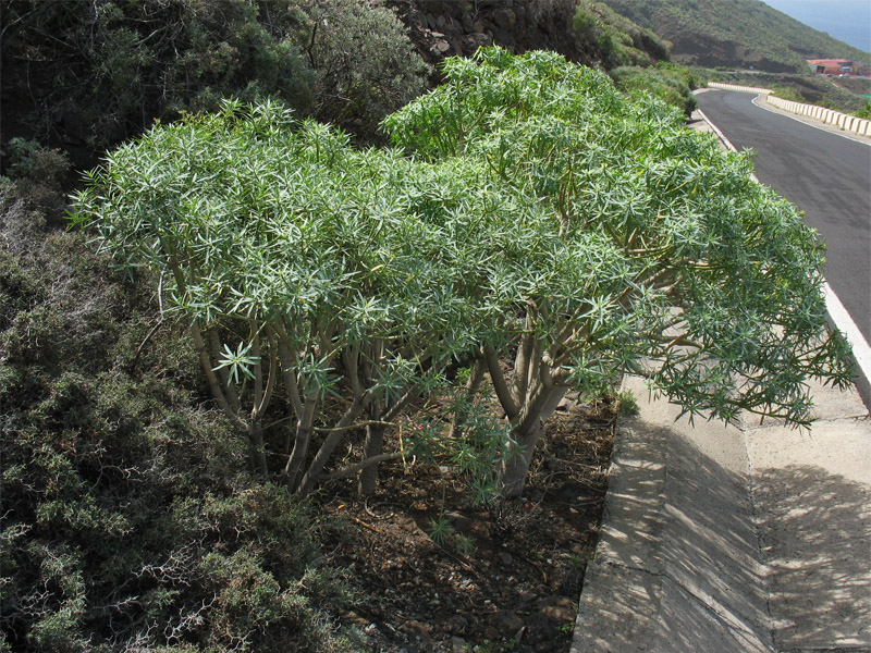 Изображение особи Euphorbia lamarckii.