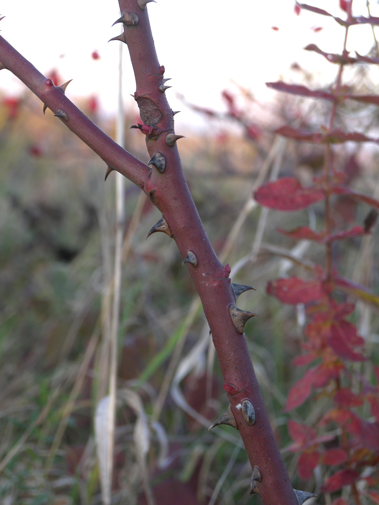 Изображение особи Rosa canina var. hispida.