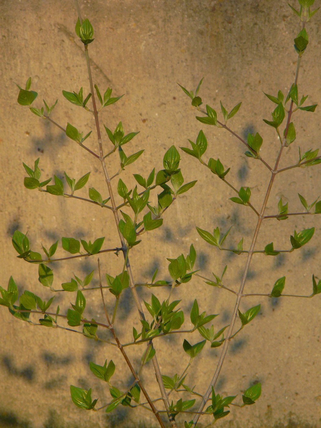 Изображение особи Cornus mas.