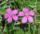 Dianthus versicolor