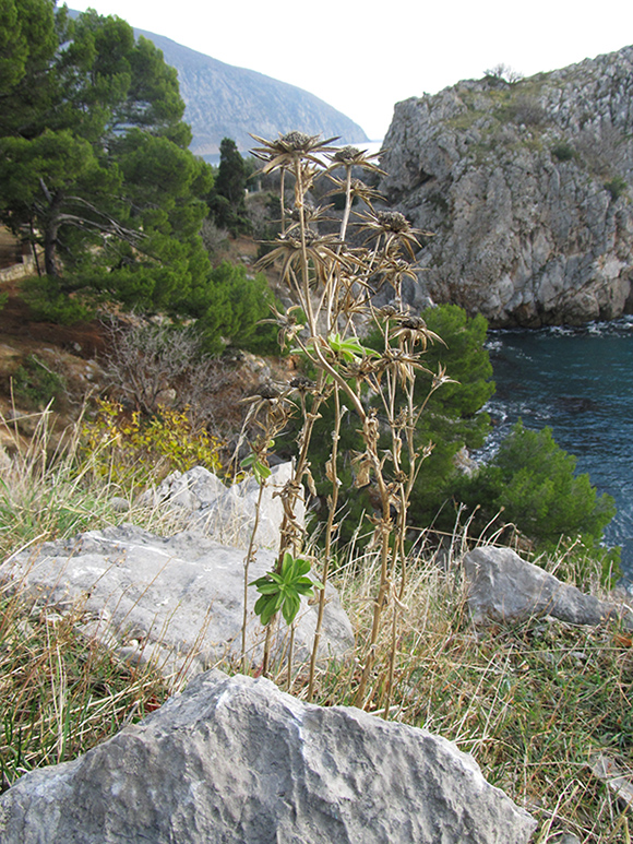 Image of Pallenis spinosa specimen.