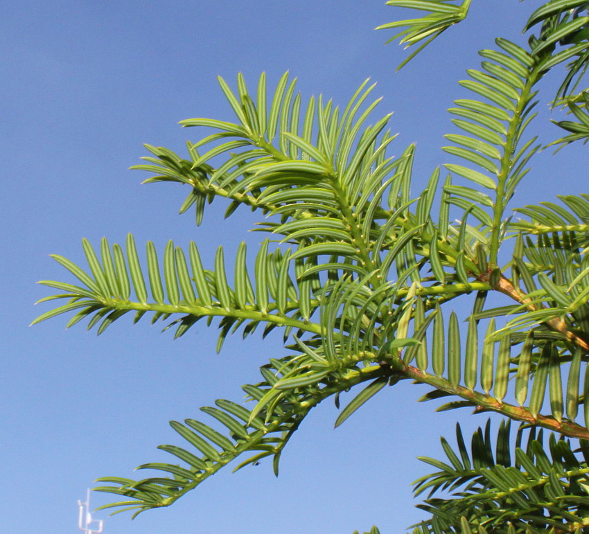 Изображение особи Torreya nucifera.