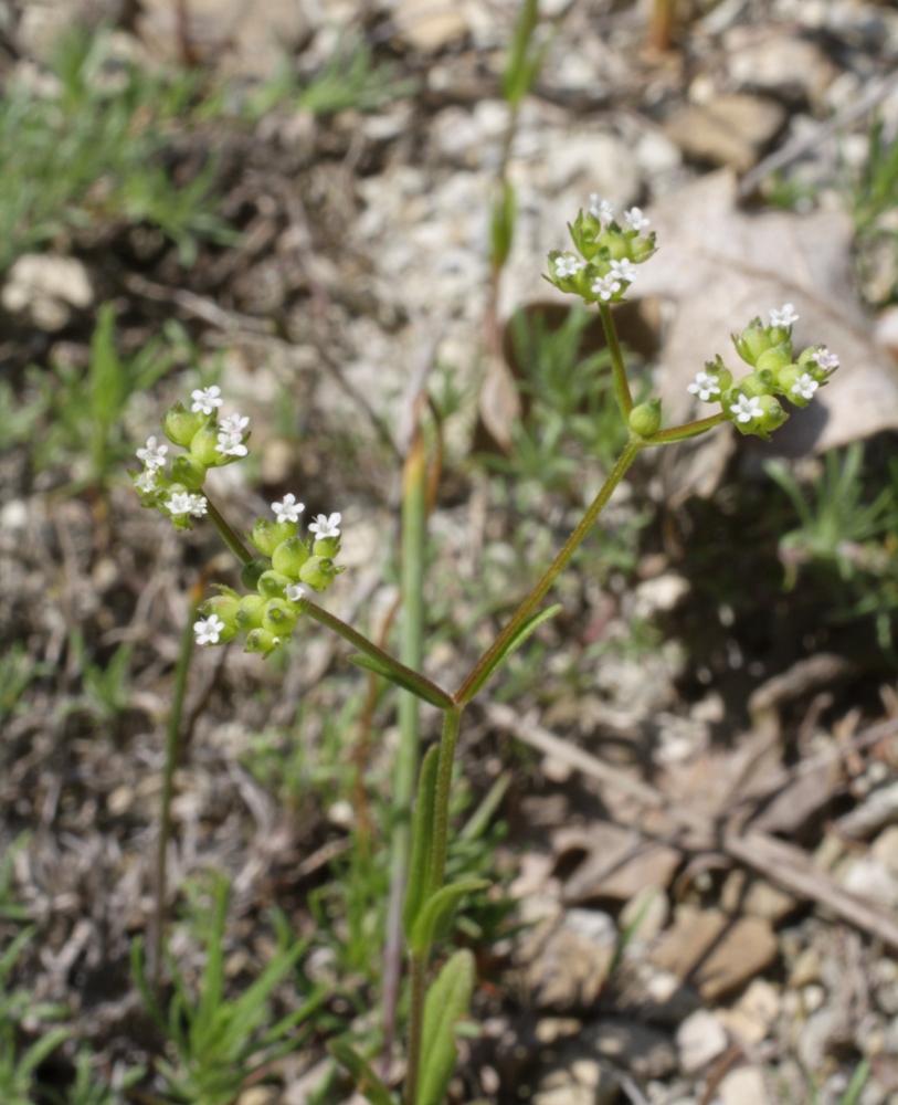 Image of Valerianella rimosa specimen.